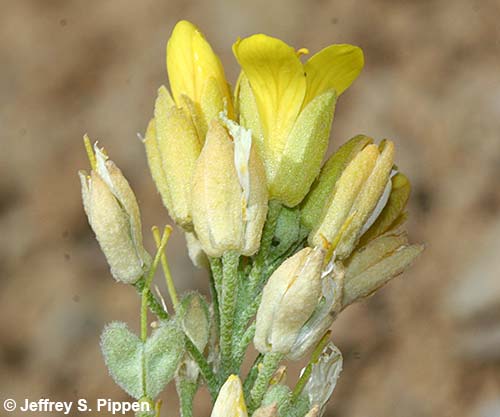Geyer's Twinpod (Physaria geyeria)