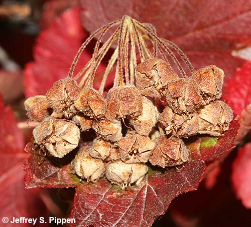Mallow Ninebark (Physocarpus malvaceus)
