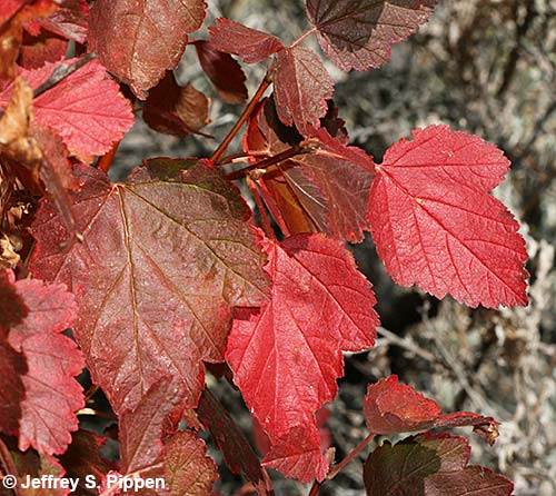 Mallow Ninebark (Physocarpus malvaceus)