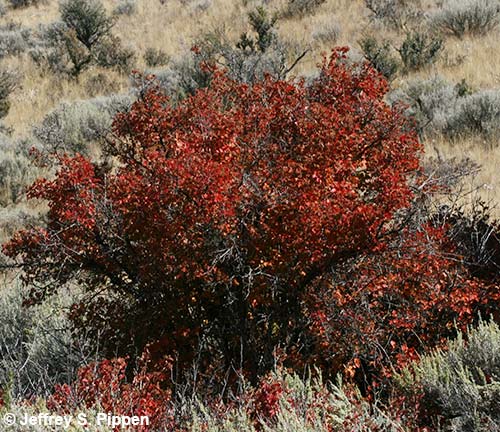 Mallow Ninebark (Physocarpus malvaceus)