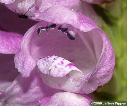 Obedient Plant (Physostegia virginiana)