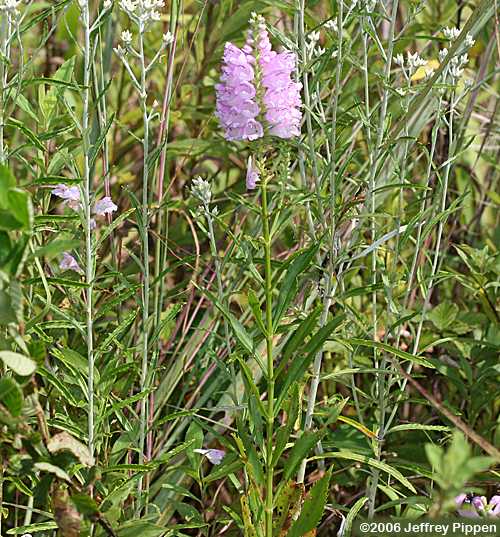 Obedient Plant (Physostegia virginiana)