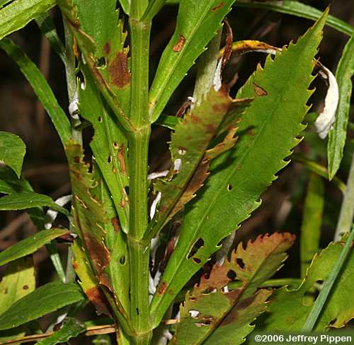 Obedient Plant (Physostegia virginiana)