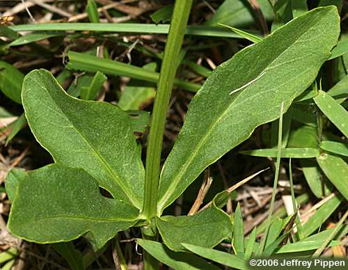 Obedient Plant (Physostegia virginiana)