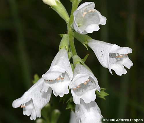 Obedient Plant (Physostegia virginiana)