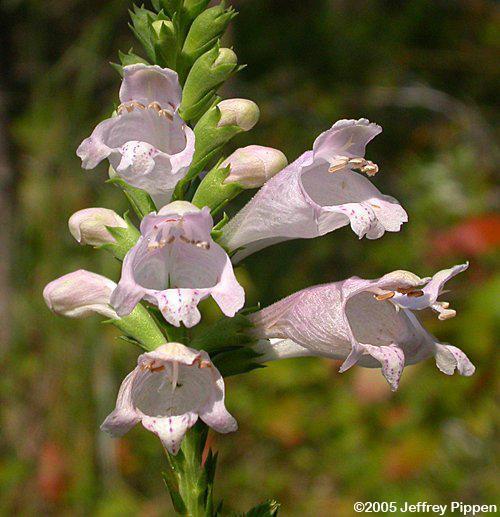 Obedient Plant (Physostegia virginiana)