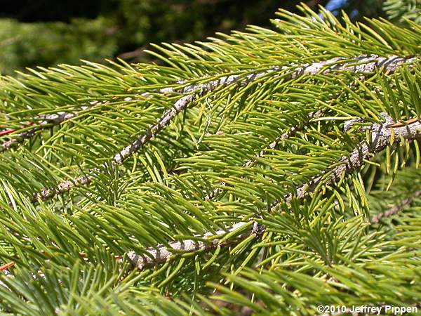 Englenmann Spruce (Picea engelmannii)