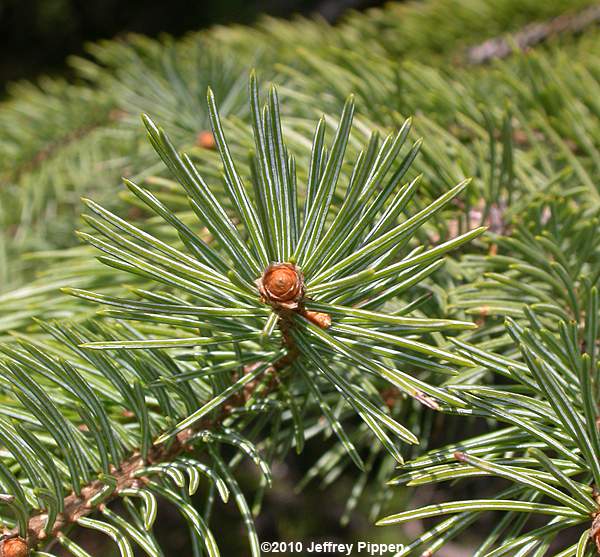 Englenmann Spruce (Picea engelmannii)