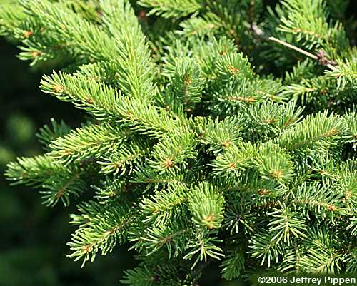 Red Spruce (Picea rubens)