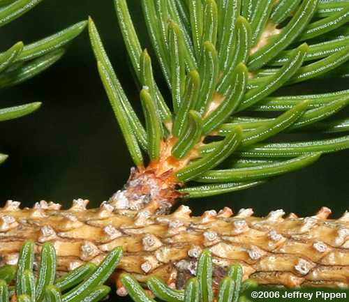 Red Spruce (Picea rubens)