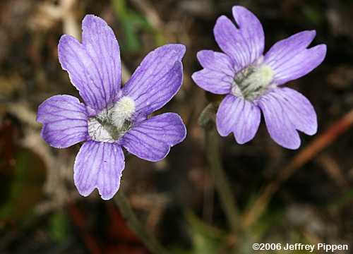 Blueflower Butterwort (Pinguicula caerulea)