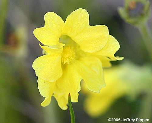 Yellow Butterwort (Pinguicula lutea)
