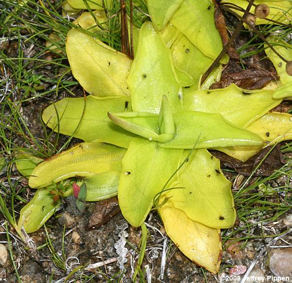 Common Butterwort (Pinguicula vulgaris)