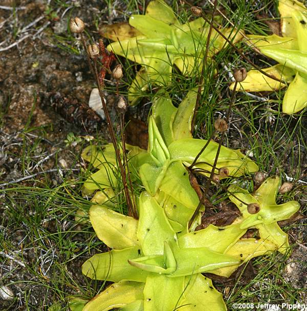 Common Butterwort (Pinguicula vulgaris)