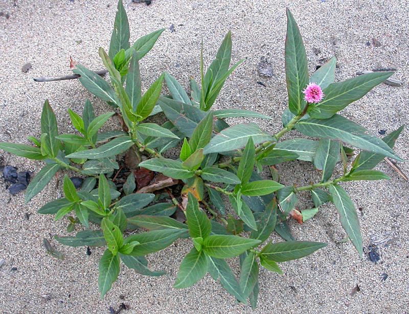 Water Smartweed (Polygonum amphibium, Persicaria amphibia)