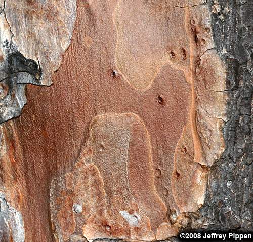 Shortleaf Pine (Pinus echinata)