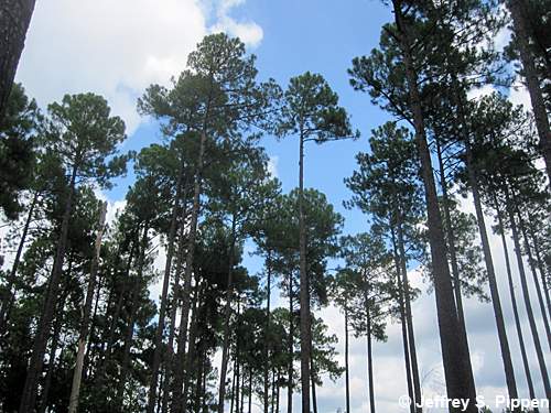 Slash Pine (Pinus elliottii)