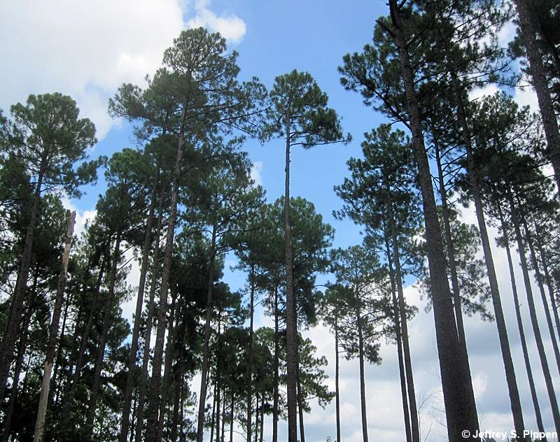 Slash Pine (Pinus elliottii)