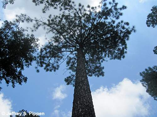 Slash Pine (Pinus elliottii)