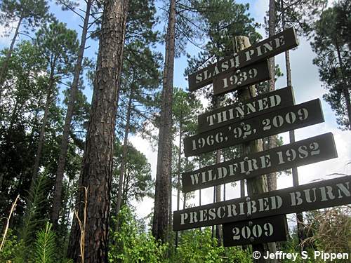Slash Pine (Pinus elliottii)