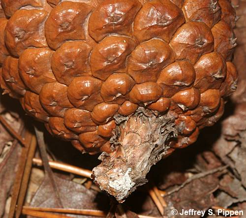 Slash Pine (Pinus elliottii)