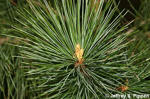 Western White Pine (Pinus monticola)