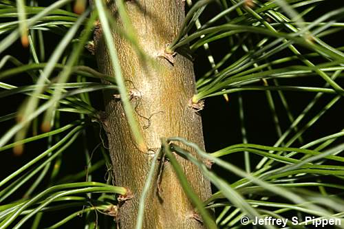 Western White Pine (Pinus monticola)