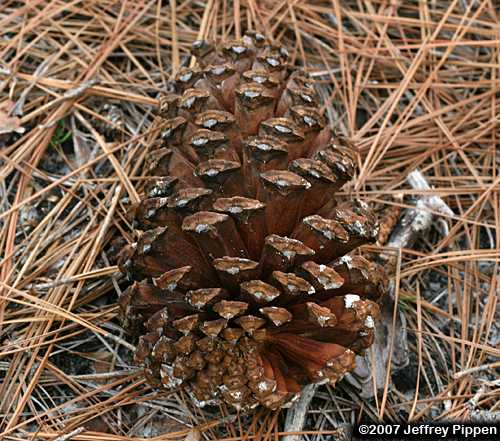 Longleaf Pine (Pinus palustris)