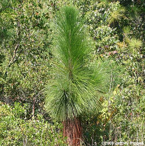 Longleaf Pine (Pinus palustris)