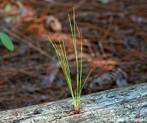 Longleaf Pine (Pinus palustris)