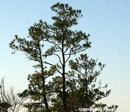 Pond Pine (Pinus serotina)