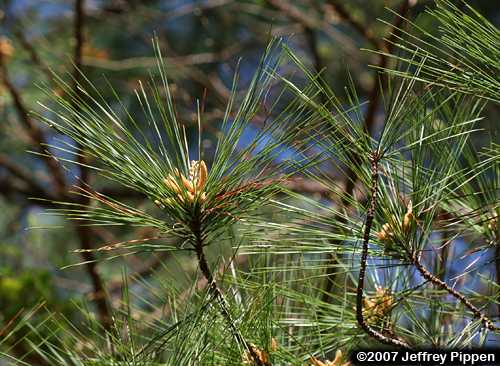Loblolly Pine (Pinus taeda)