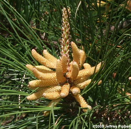 Loblolly Pine (Pinus taeda)