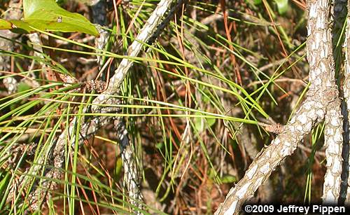 Loblolly Pine (Pinus taeda)
