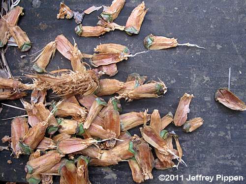 Loblolly Pine (Pinus taeda)