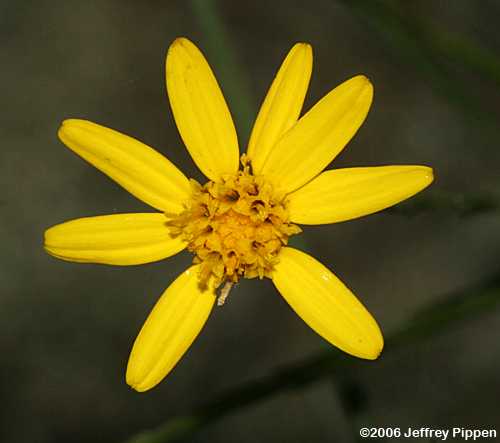 silkgrass (Pityopsis sp.)