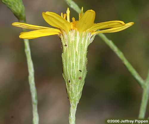 silkgrass (Pityopsis sp.)