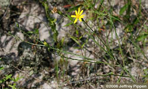 silkgrass (Pityopsis sp.)