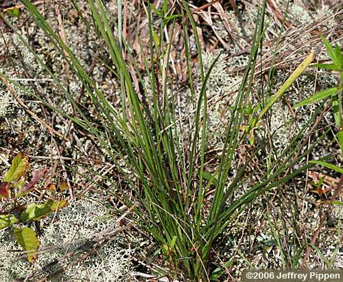 silkgrass (Pityopsis sp.)