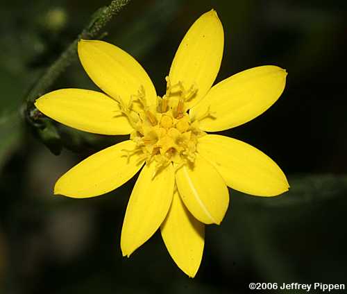 Pineland Silkgrass (Pityopsis aspera)