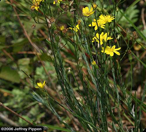 Pineland Silkgrass (Pityopsis aspera)