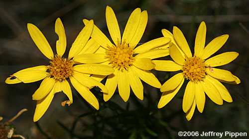 Taylor County Goldaster, Sandhills Goldenaster, Pineleaf Golden-aster, (Pityopsis pinifolia)