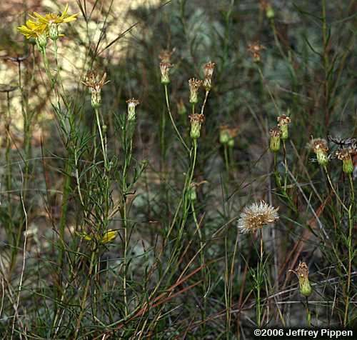 Taylor County Goldaster, Sandhills Goldenaster, Pineleaf Golden-aster, (Pityopsis pinifolia)