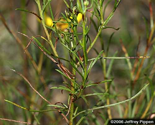 Taylor County Goldaster, Sandhills Goldenaster, Pineleaf Golden-aster, (Pityopsis pinifolia)