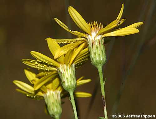 Taylor County Goldaster, Sandhills Goldenaster, Pineleaf Golden-aster, (Pityopsis pinifolia)