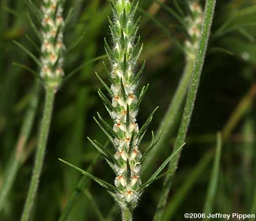 Largebracted Plantain, Buckhorn Plantain (Plantago aristata)