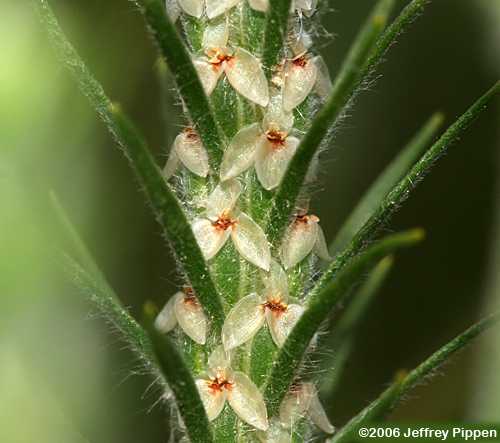 Largebracted Plantain, Buckhorn Plantain (Plantago aristata)