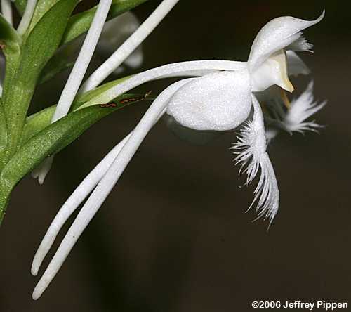 White Fringed Orchid (Platanthera blephariglottis)