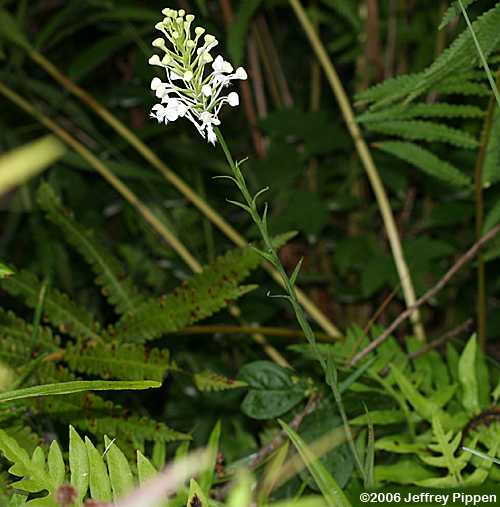 White Fringed Orchid (Platanthera blephariglottis)