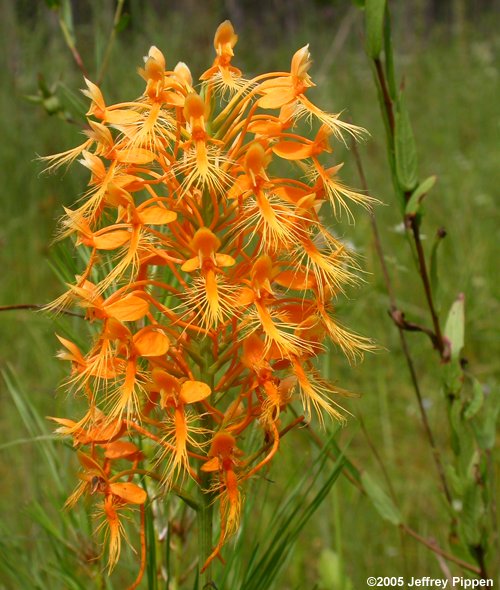 Yellow Fringed Orchid (Platanthera ciliaris)
